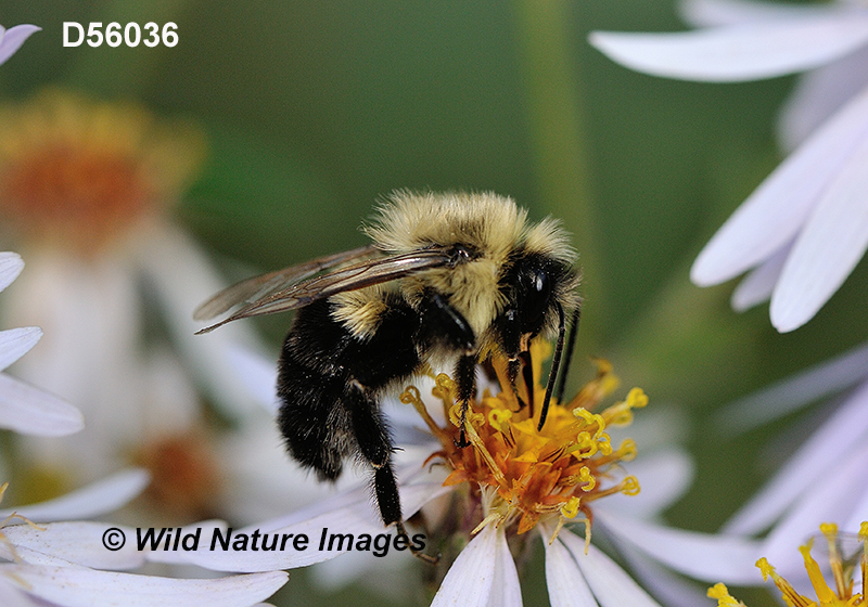 Bombus impatiens